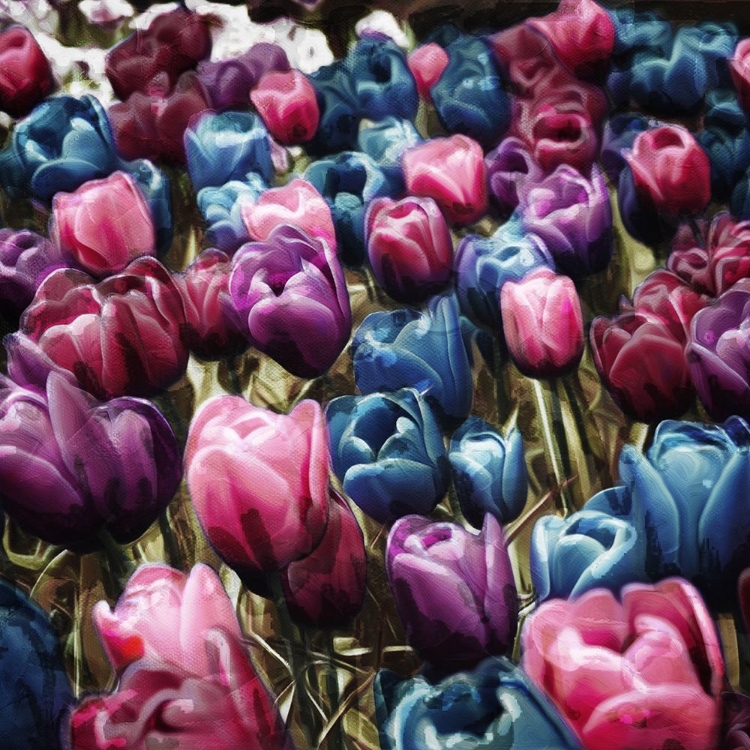 Picture of COLORFUL TULIPS