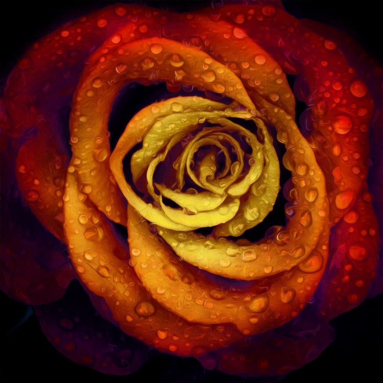 Picture of BRIGHT WET ROSE