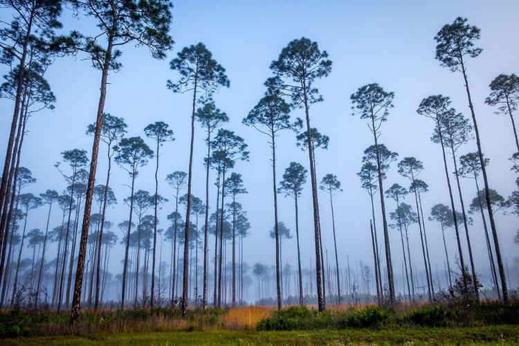 Picture of PINEY WOODS