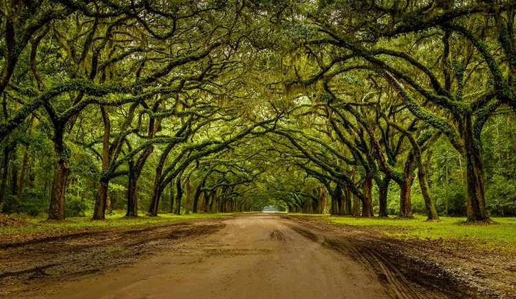 Picture of LIVE OAK SHADE