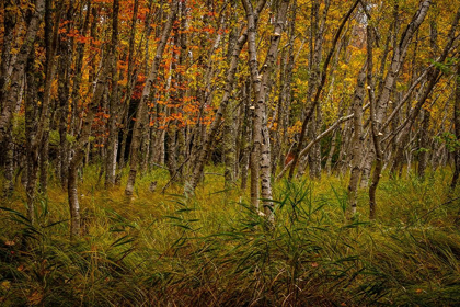 Picture of BIRCH WOODS 2