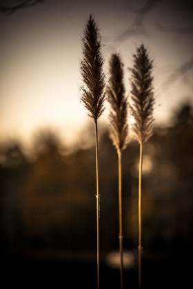 Picture of GRASSES TRIO