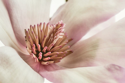 Picture of PINK MAGNOLIA 3