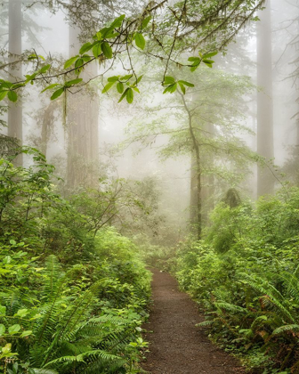 Picture of SUMMER FOG