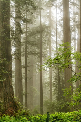 Picture of NORTH COAST REDWOODS