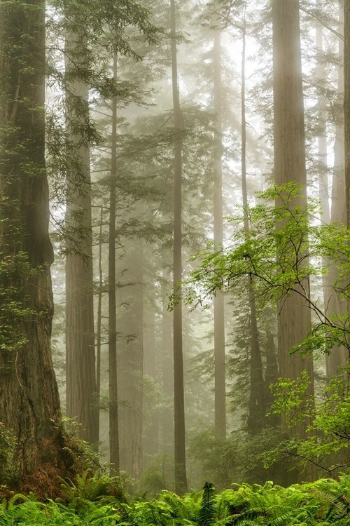 Picture of NORTH COAST REDWOODS