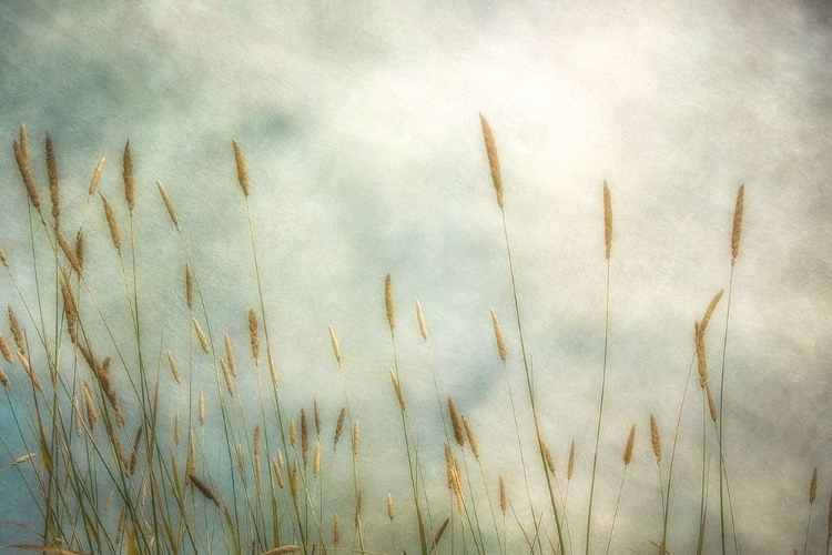 Picture of DUNE GRASS 2