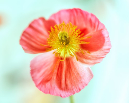 Picture of PINK POPPY 2