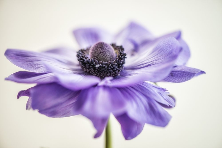 Picture of PURPLE ANEMONE 3