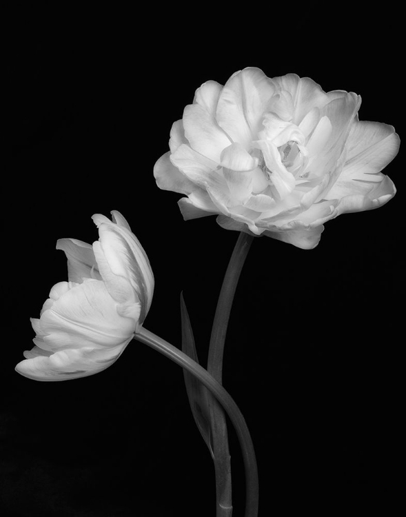 Picture of BLACK AND WHITE ROSES 4