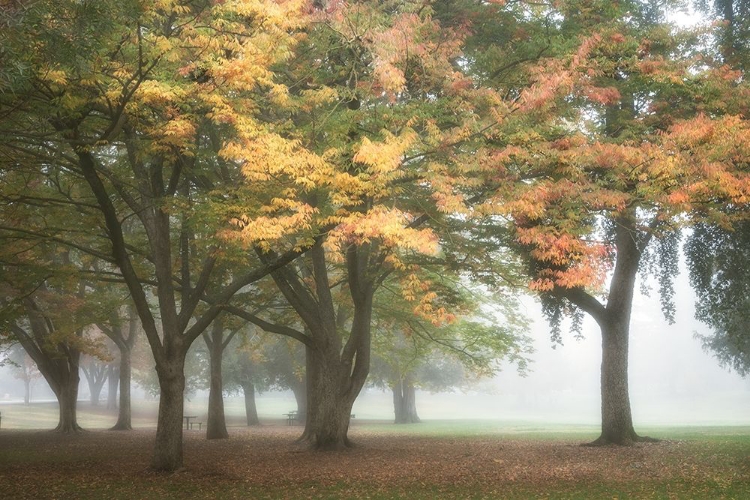 Picture of THE MEADOW 3