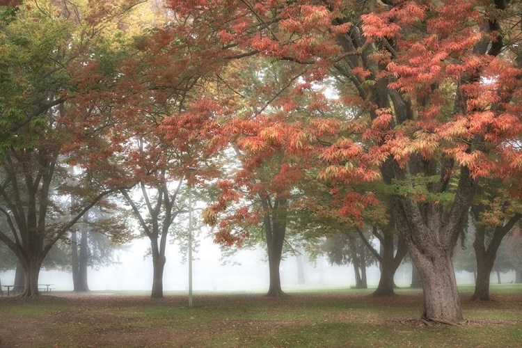 Picture of THE MEADOW 4