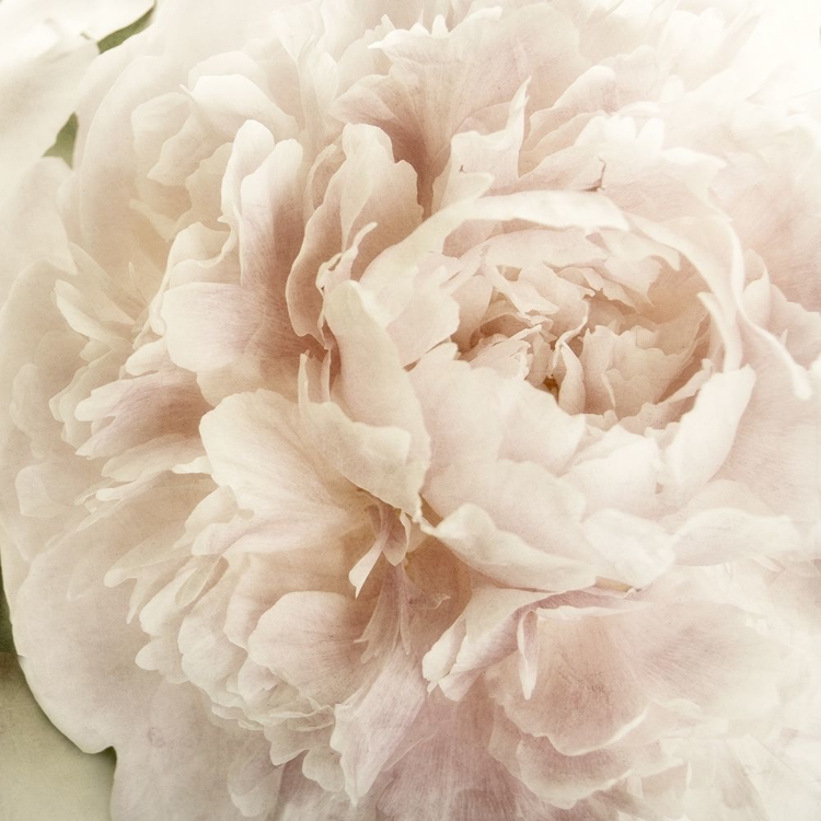 Picture of PEONY 2