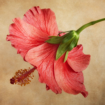 Picture of HIBISCUS 101