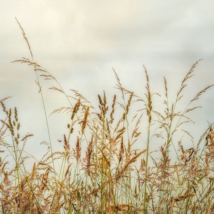 Picture of BLUFF GRASS 1