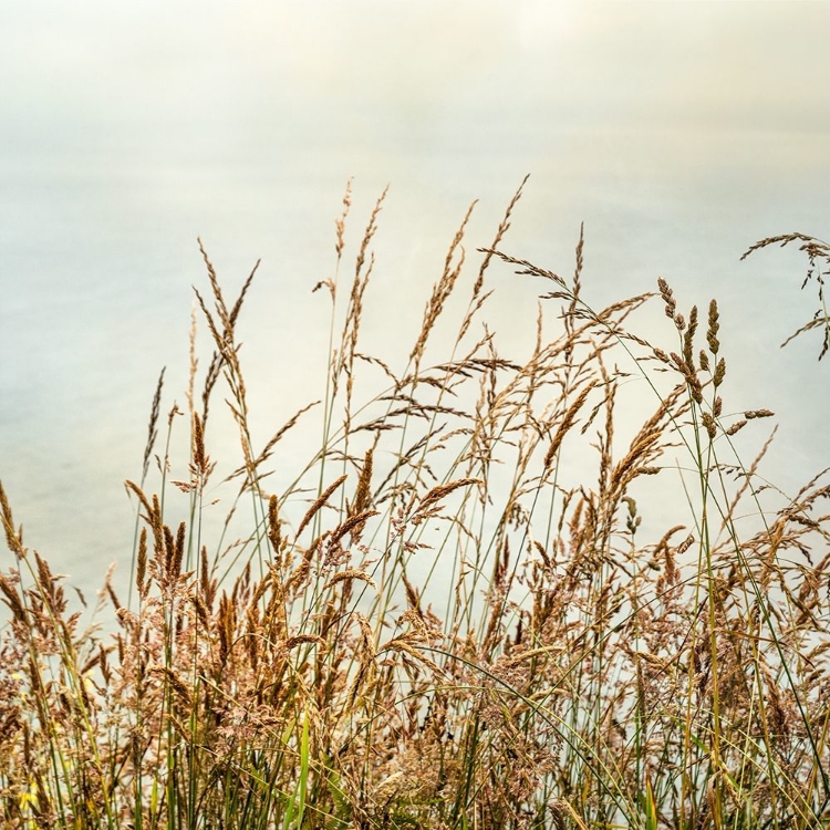 Picture of BLUFF GRASS 2