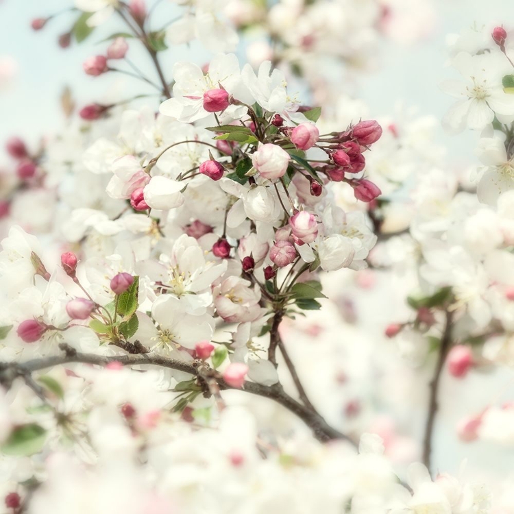 Picture of PINK BLOSSOM 2