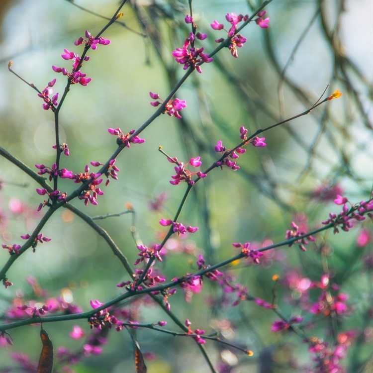 Picture of SPRING BRANCHES