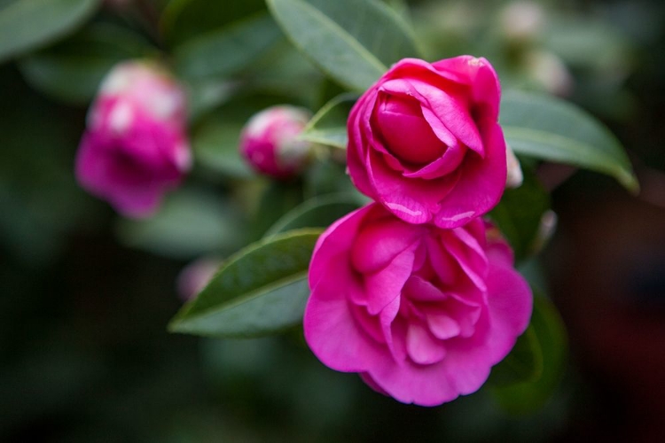 Picture of MAGENTA BLOSSOMS