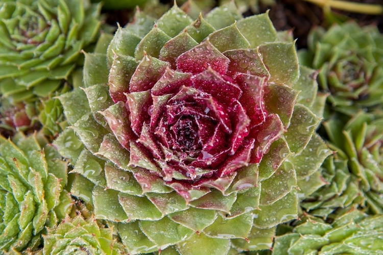 Picture of RED SUCCULENTS