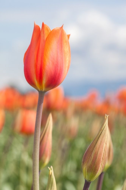 Picture of ORANGE TULIP