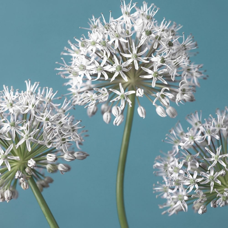 Picture of THREE ALLIUMS, FTBR-1874