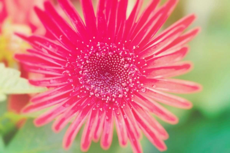 Picture of PINK GERBERA