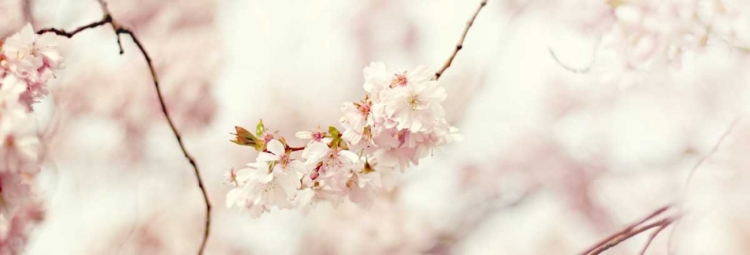 Picture of CHERRY BLOSSOM