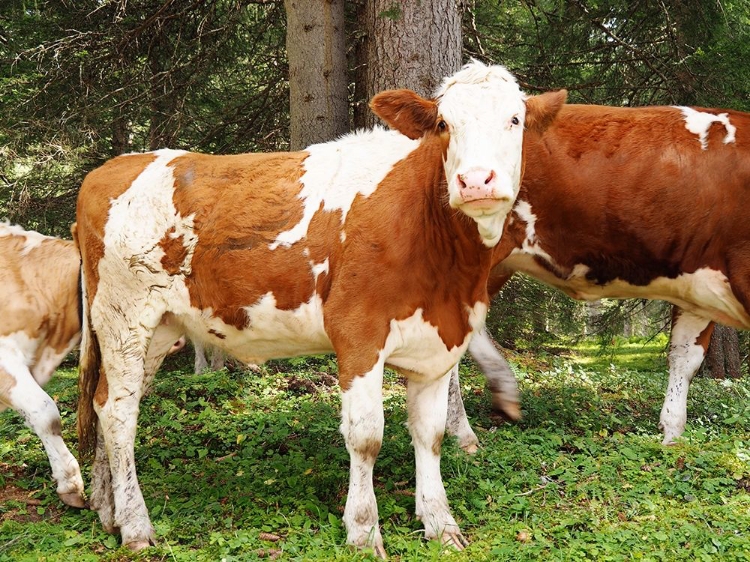 Picture of SWISS COWS