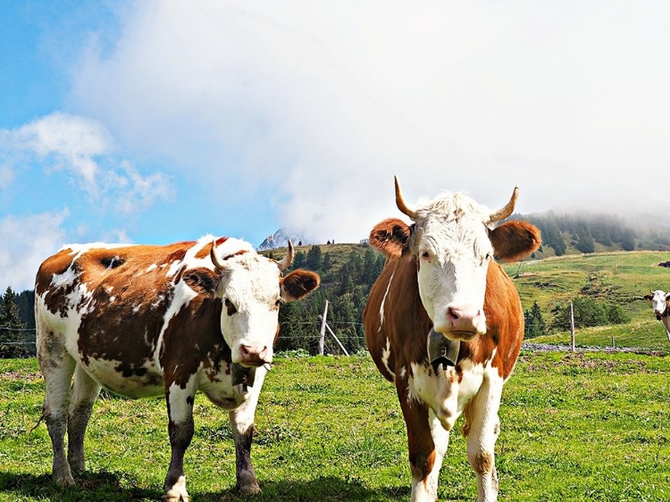 Picture of COUNTRY COWS