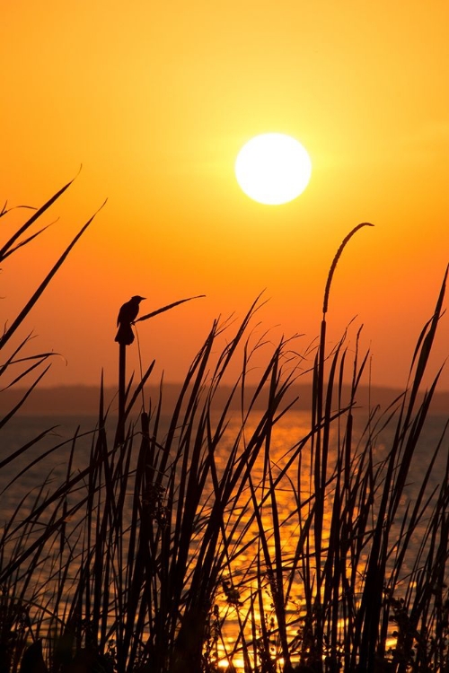 Picture of SUNSET ON THE LAKE II