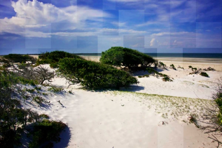 Picture of WINDSWEPT BEACH