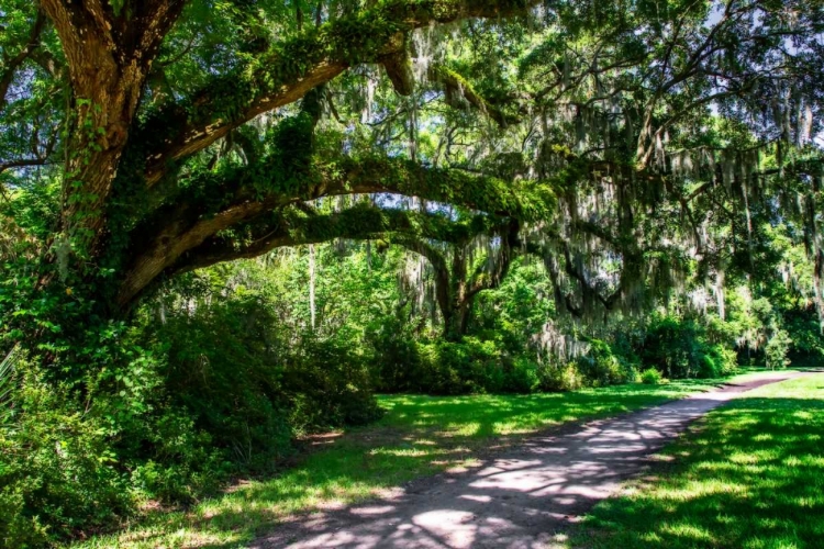 Picture of PLANTATION WALK