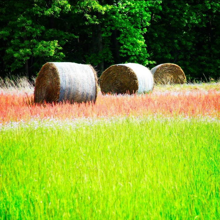 Picture of SPRING FIELDS II