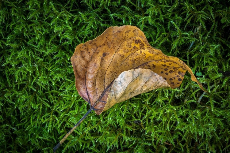 Picture of COTTONWOOD LEAF