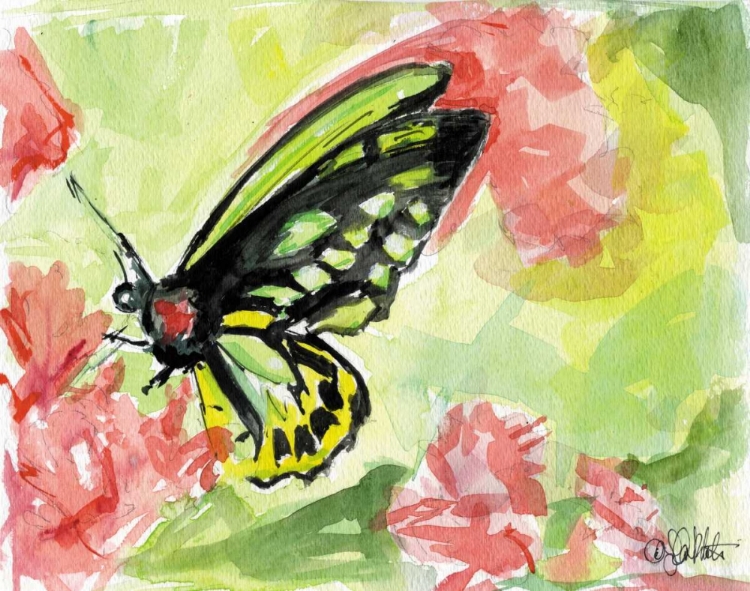 Picture of WATERCOLOR BUTTERFLY II