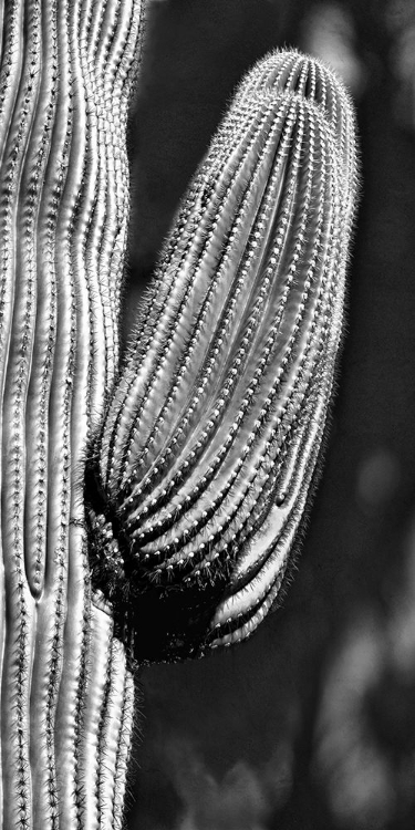 Picture of TUCSON SAGUARO