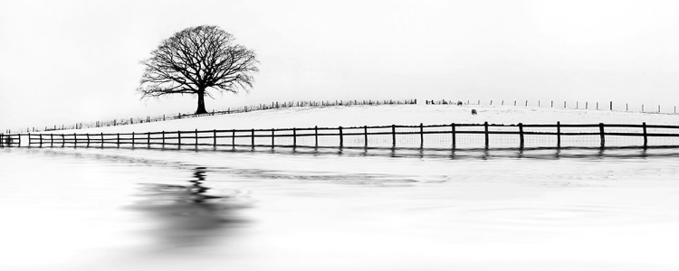 Picture of WINTER OAK IN A FIELD