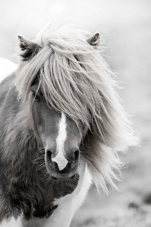 Picture of SHETLAND SUMMER