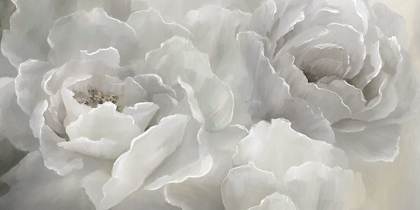 Picture of SOFT PEONY LACE