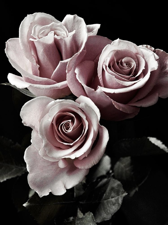 Picture of ROSE NOIR I