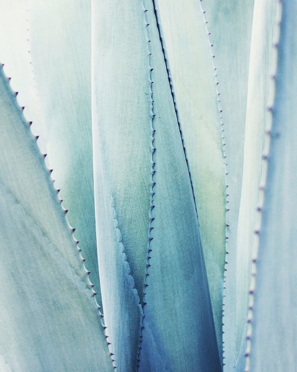 Picture of PALE BLUE AGAVE NO. 1