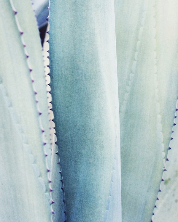 Picture of PALE BLUE AGAVE NO. 3