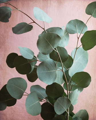 Picture of SAGE EUCALYPTUS NO. 1