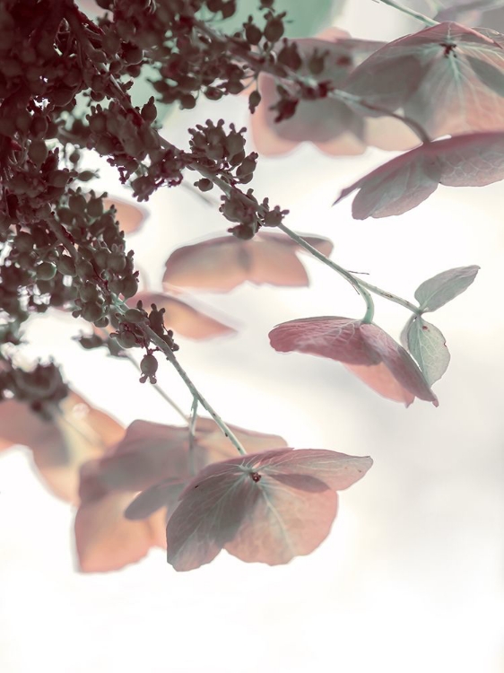 Picture of PINK & AQUA HYDRANGEAS