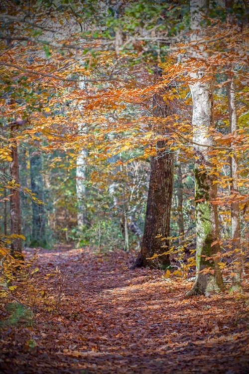 Picture of RUST FALL FOREST