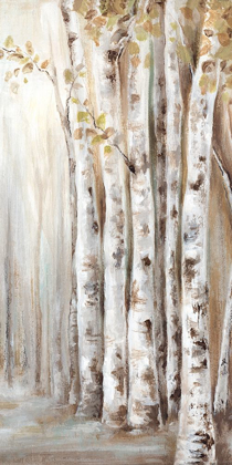 Picture of SUNSET BIRCH FOREST II 