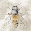 Picture of QUEEN BEE II 