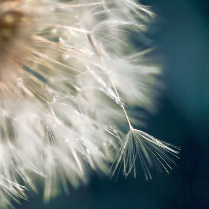 Picture of DANDELION DREAMS III