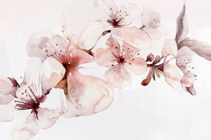 Picture of WATERCOLOR BLOSSOMS I